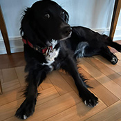 Lucky sucht ein Zuhause für immer
