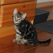 Moritz