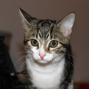 Kleines Katzenmädchen Julchen