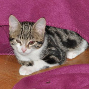 Kleines Katzenmädchen Julchen