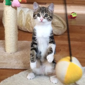 Kleines Katzenmädchen Julchen