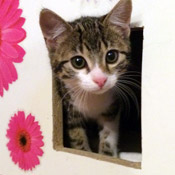 Kleines Katzenmädchen Julchen