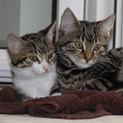 Kleine Katzen: Julchen und Moritz