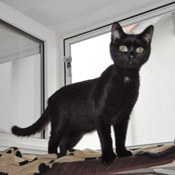 Katze Tamee (früher Marie)