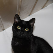Katze Tamee (früher Marie)
