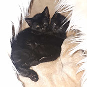 Zwei Katzenjungs haben ein neues Zuhause gefunden!