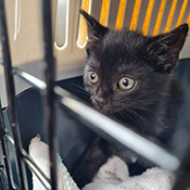 Zwei Katzenjungs haben ein neues Zuhause gefunden!