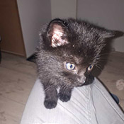 Zwei Katzenjungs haben ein neues Zuhause gefunden!