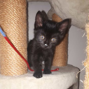 Zwei Katzenjungs haben ein neues Zuhause gefunden!
