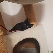 Zwei Katzenjungs haben ein neues Zuhause gefunden!