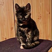 Cleo hat ein neues Zuhause gefunden!