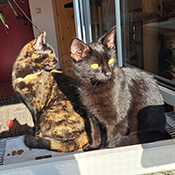 Cleo und Leon haben ein neues Zuhause gefunden!