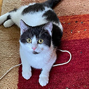 Dottie sucht ein neues Zuhause