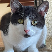 Dottie sucht ein neues Zuhause