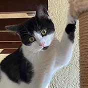 Dottie sucht ein neues Zuhause