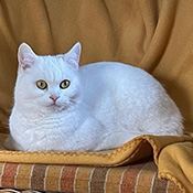 Kitty sucht ein neues Zuhause