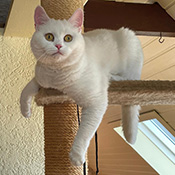 Kitty sucht ein neues Zuhause