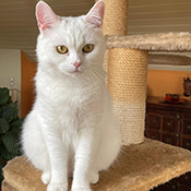 Kitty sucht ein neues Zuhause