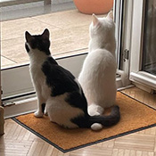 Dottie und Kitty suchen ein neues Zuhause