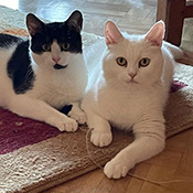 Dottie und Kitty suchen ein neues Zuhause