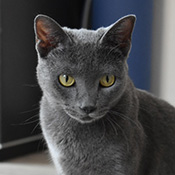 Nala sucht ein neues Zuhause