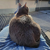 Nala sucht ein neues Zuhause