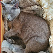 Nala sucht ein neues Zuhause