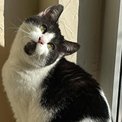 Dottie sucht ein neues Zuhause