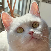 Kitty sucht ein neues Zuhause