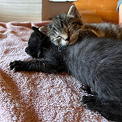 Finn und Tom haben ein neues Zuhause gefunden.