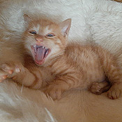 Lenny hat ein neues Zuhause gefunden.