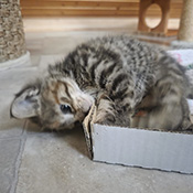 Leo hat ein neues Zuhause gefunden.