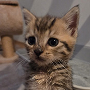 Leo hat ein neues Zuhause gefunden.