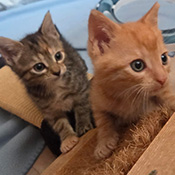 Leo und Lenny haben ein neues Zuhause gefunden.