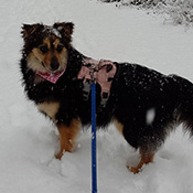 Sissi sucht ein neues Zuhause