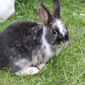 Hase