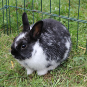 Hase