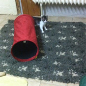 Katzenkinder Alma und Ari