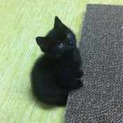 Katzenkinder Alma und Ari