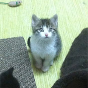 Katzenkinder Alma und Ari