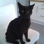 Mogli
