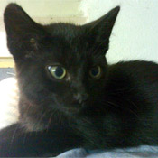 Bela (Kater)