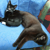Filou und Pucki