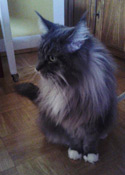 Kater Nero