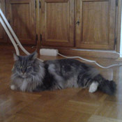 Kater Nero