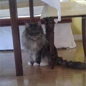 Kater Nero