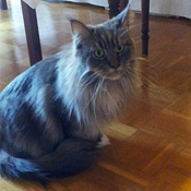 Kater Nero