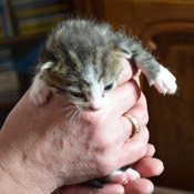 Fritzi und ihre Jungen