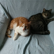 Cleo, Polly und Fridolin - von Straßenkatzen zu Wohnungskatzen