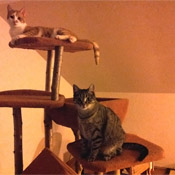 Cleo, Polly und Fridolin - von Straßenkatzen zu Wohnungskatzen